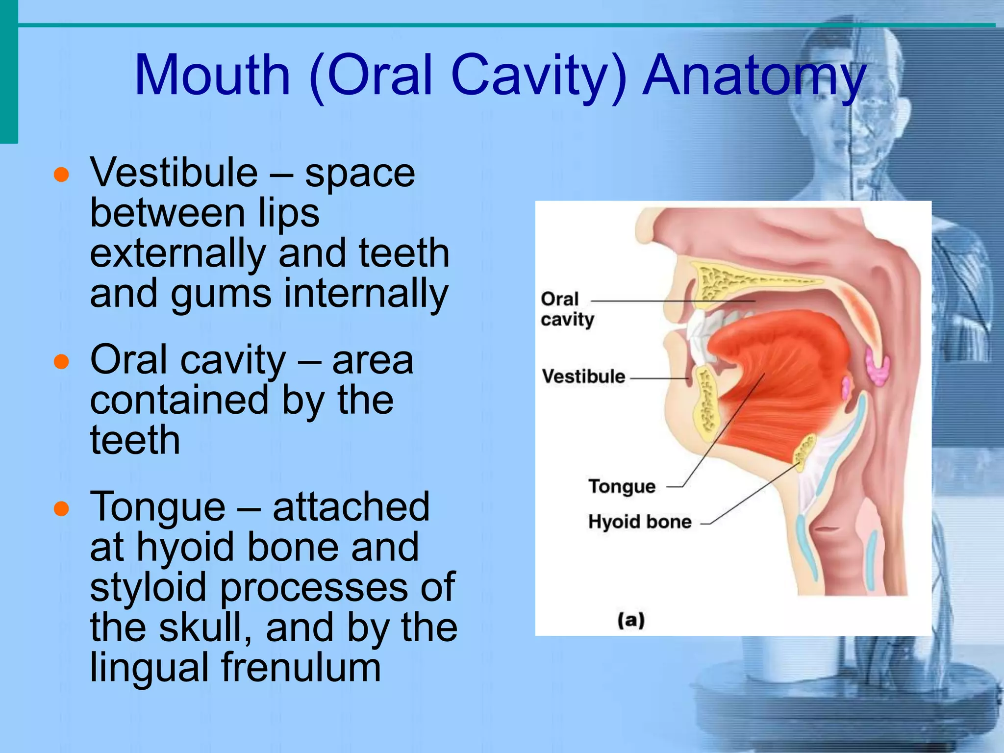 Mouth (Oral Cavity) Anatomy
 Vestibule – space
between lips
externally and teeth
and gums internally
 Oral cavity – area
contained by the
teeth
 Tongue – attached
at hyoid bone and
styloid processes of
the skull, and by the
lingual frenulum
 