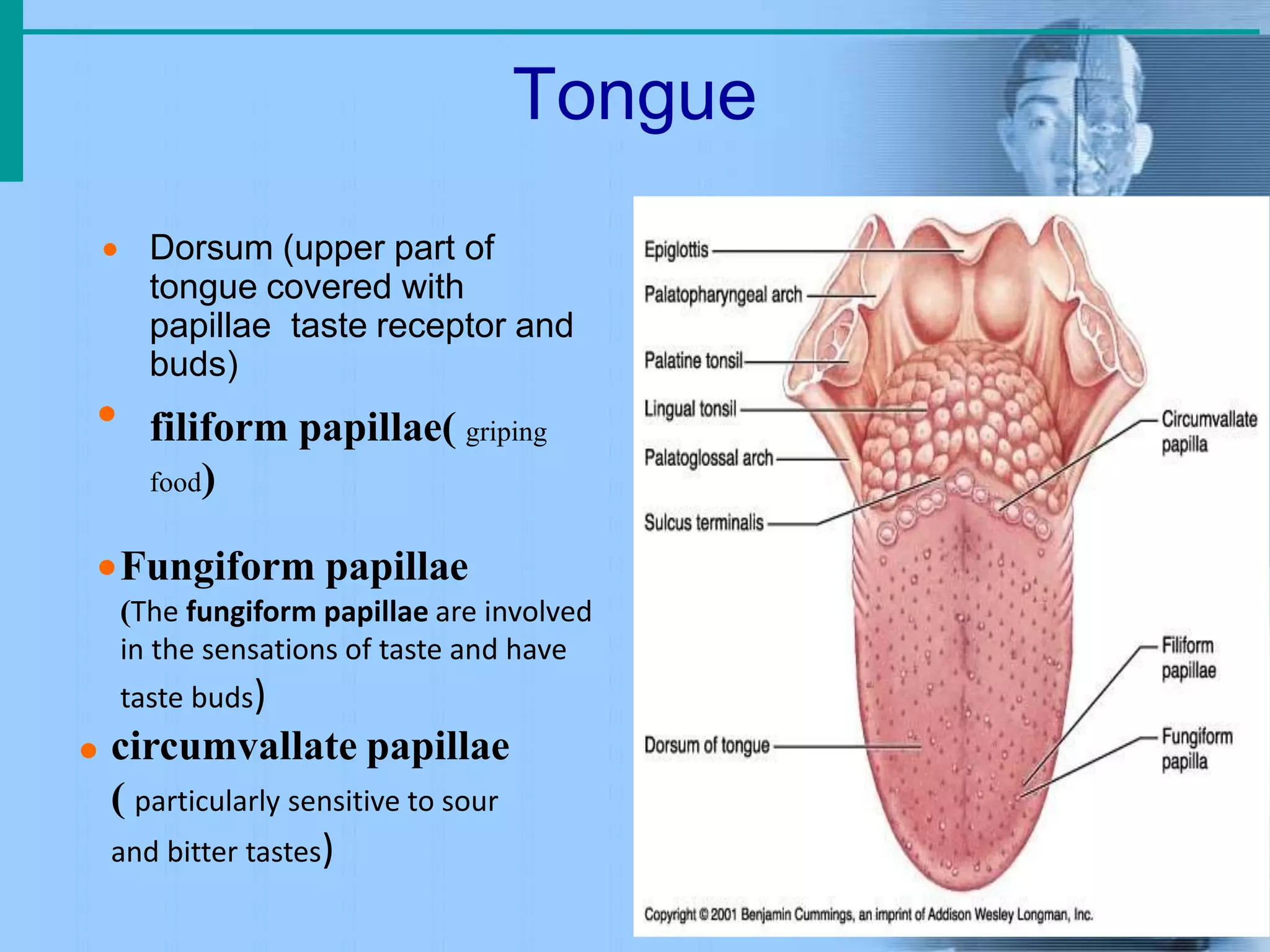 Tongue

 Dorsum (upper part of
tongue covered with
papillae taste receptor and
buds)
filiform papillae( griping
food)
Fungiform papillae
(The fungiform papillae are involved
in the sensations of taste and have
taste buds)
 circumvallate papillae
( particularly sensitive to sour
and bitter tastes)
 