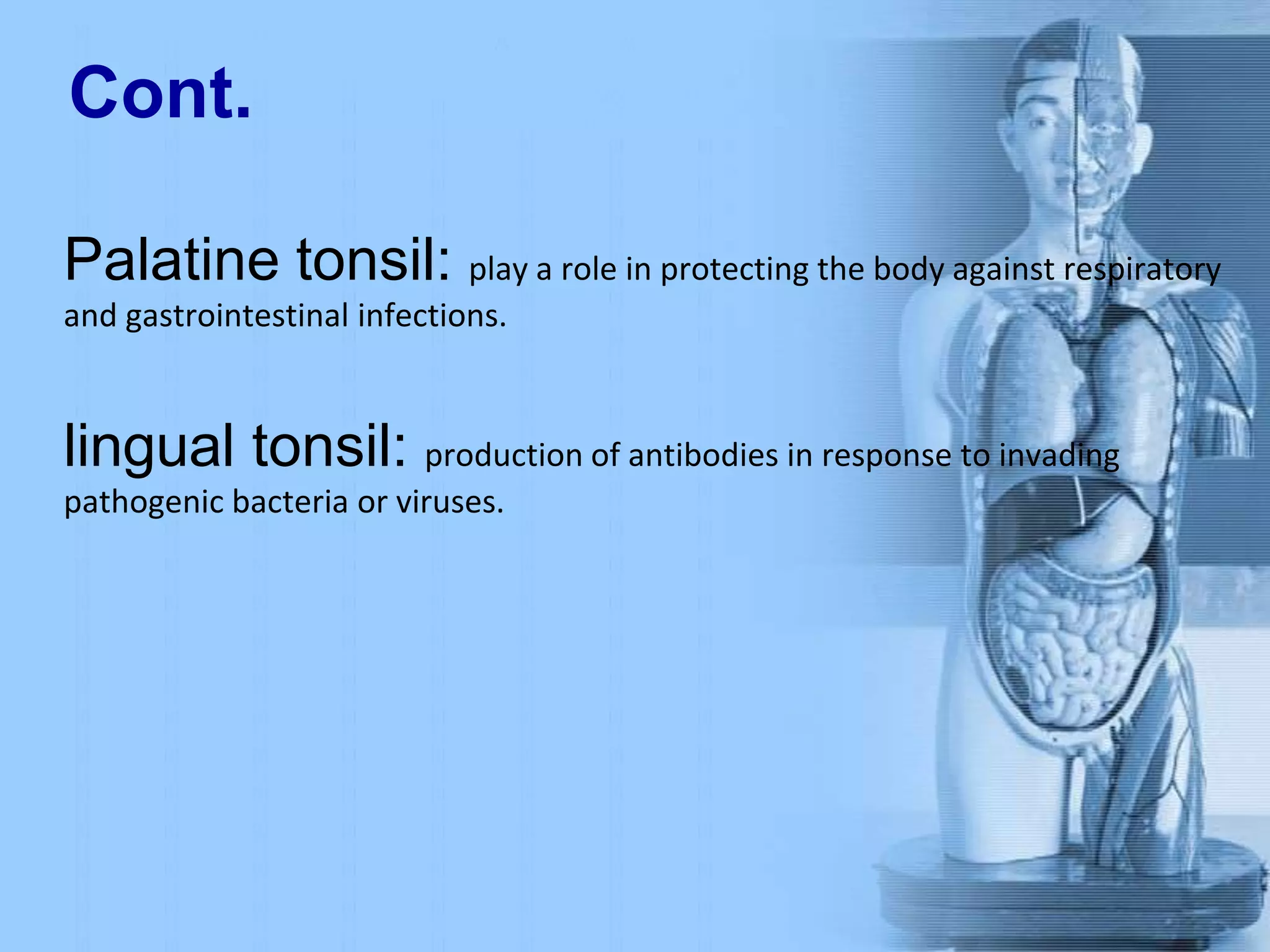 Cont.
Palatine tonsil: play a role in protecting the body against respiratory
and gastrointestinal infections.
lingual tonsil: production of antibodies in response to invading
pathogenic bacteria or viruses.
 