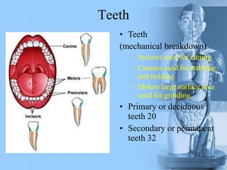 Teeth
• Teeth
(mechanical breakdown)
– Incisors used for cutting
– Canines used for stabbing
and holding
– Molars large surface area
used for grinding
• Primary or deciduous
teeth 20
• Secondary or permanent
teeth 32
 