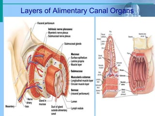 Layers of Alimentary Canal Organs
 