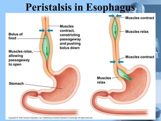 Peristalsis in Esophagus
Bolus of
food
Muscles relax,
allowing
passageway
to open
Stomach
Muscles
contract,
constricting
passageway
and pushing
bolus down
Muscles
relax
Muscles contract
Muscles relax
Muscles contract
 
