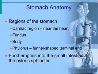 Stomach Anatomy
 Regions of the stomach
Cardiac region – near the heart
Fundus
Body
Phylorus – funnel-shaped terminal end
 Food empties into the small intestine at
the pyloric sphincter
 