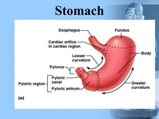 Stomach
 