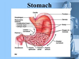 Stomach
 