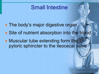 Small Intestine
 The body’s major digestive organ
 Site of nutrient absorption into the blood
 Muscular tube extending form the
pyloric sphincter to the ileocecal valve
 