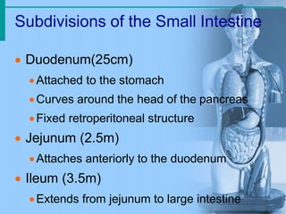 Subdivisions of the Small Intestine
 Duodenum(25cm)
Attached to the stomach
Curves around the head of the pancreas
Fixed retroperitoneal structure
 Jejunum (2.5m)
Attaches anteriorly to the duodenum
 Ileum (3.5m)
Extends from jejunum to large intestine
 