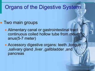 Organs of the Digestive System
 Two main groups
 Alimentary canal or gastrointestinal tract –
continuous coiled hollow tube from mouth to
anus(5-7 meter)
 Accessory digestive organs: teeth ,tongue
,salivary gland ,liver ,gallbladder ,and
pancreas
 