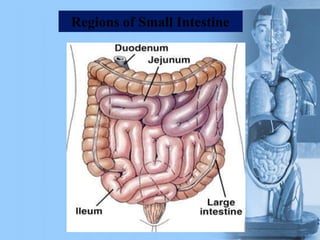 Regions of Small Intestine
 