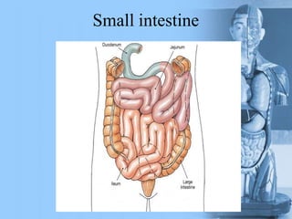 Small intestine
 