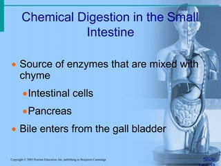 Chemical Digestion in the Small
Intestine
SlideCopyright © 2003 Pearson Education, Inc. publishing as Benjamin Cummings
 Source of enzymes that are mixed with
chyme
Intestinal cells
Pancreas
 Bile enters from the gall bladder
 