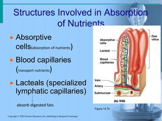 Structures Involved in Absorption
of Nutrients
Copyright © 2003 Pearson Education, Inc. publishing as Benjamin Cummings
 Absorptive
cells(absorption of nutrients)
 Blood capillaries
(transport nutrients)
 Lacteals (specialized
lymphatic capillaries)
absorb digested fats
Figure 14.7b
 
