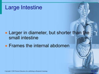 Large Intestine
SlideCopyright © 2003 Pearson Education, Inc. publishing as Benjamin Cummings
 Larger in diameter, but shorter than the
small intestine
 Frames the internal abdomen
 