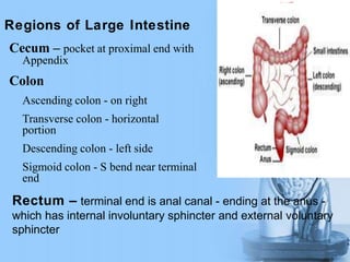 Regions of Large Intestine
Cecum – pocket at proximal end with
Appendix
Colon
Ascending colon - on right
Transverse colon - horizontal
portion
Descending colon - left side
Sigmoid colon - S bend near terminal
end
Rectum – terminal end is anal canal - ending at the anus -
which has internal involuntary sphincter and external voluntary
sphincter
 