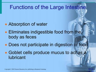 Functions of the Large Intestine
SlideCopyright © 2003 Pearson Education, Inc. publishing as Benjamin Cummings
 Absorption of water
 Eliminates indigestible food from the
body as feces
 Does not participate in digestion of food
 Goblet cells produce mucus to act as a
lubricant
 