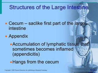 Structures of the Large Intestine
SlideCopyright © 2003 Pearson Education, Inc. publishing as Benjamin Cummings
 Cecum – saclike first part of the large
intestine
 Appendix
Accumulation of lymphatic tissue that
sometimes becomes inflamed
(appendicitis)
Hangs from the cecum
 