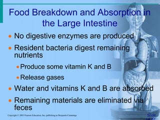 Food Breakdown and Absorption in
the Large Intestine
SlideCopyright © 2003 Pearson Education, Inc. publishing as Benjamin Cummings
 No digestive enzymes are produced
 Resident bacteria digest remaining
nutrients
Produce some vitamin K and B
Release gases
 Water and vitamins K and B are absorbed
 Remaining materials are eliminated via
feces
 