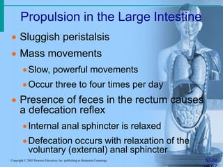 Propulsion in the Large Intestine
SlideCopyright © 2003 Pearson Education, Inc. publishing as Benjamin Cummings
 Sluggish peristalsis
 Mass movements
Slow, powerful movements
Occur three to four times per day
 Presence of feces in the rectum causes
a defecation reflex
Internal anal sphincter is relaxed
Defecation occurs with relaxation of the
voluntary (external) anal sphincter
 