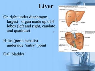 Liver
e
,
On right under diaphragm,
largest organ made up of 4
lobes (left and right, caudat
and quadrate)
Hilus (porta hepatis) –
underside "entry" point
Gall bladder
 