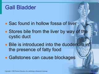 Gall Bladder
SlideCopyright © 2003 Pearson Education, Inc. publishing as Benjamin Cummings
 Sac found in hollow fossa of liver
 Stores bile from the liver by way of the
cystic duct
 Bile is introduced into the duodenum in
the presence of fatty food
 Gallstones can cause blockages
 