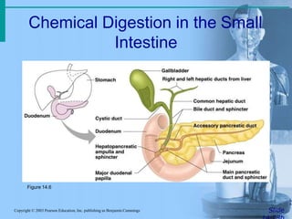 Chemical Digestion in the Small
Intestine
SlideCopyright © 2003 Pearson Education, Inc. publishing as Benjamin Cummings
Figure 14.6
 