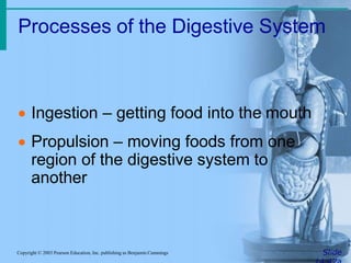 Processes of the Digestive System
SlideCopyright © 2003 Pearson Education, Inc. publishing as Benjamin Cummings
 Ingestion – getting food into the mouth
 Propulsion – moving foods from one
region of the digestive system to
another
 
