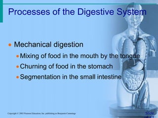 Processes of the Digestive System
SlideCopyright © 2003 Pearson Education, Inc. publishing as Benjamin Cummings
 Mechanical digestion
Mixing of food in the mouth by the tongue
Churning of food in the stomach
Segmentation in the small intestine
 
