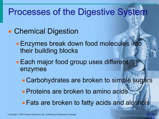 Processes of the Digestive System
SlideCopyright © 2003 Pearson Education, Inc. publishing as Benjamin Cummings
 Chemical Digestion
Enzymes break down food molecules into
their building blocks
Each major food group uses different
enzymes
Carbohydrates are broken to simple sugars
Proteins are broken to amino acids
Fats are broken to fatty acids and alcohols
 