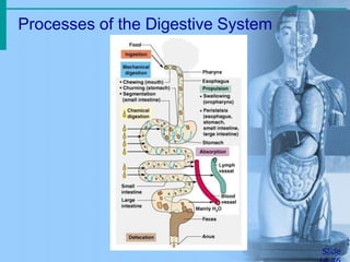 Processes of the Digestive System
Slide
 