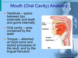 Mouth (Oral Cavity) Anatomy
 Vestibule – space
between lips
externally and teeth
and gums internally
 Oral cavity – area
contained by the
teeth
 Tongue – attached
at hyoid bone and
styloid processes of
the skull, and by the
lingual frenulum
 
