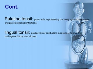 Cont.
Palatine tonsil: play a role in protecting the body against respiratory
and gastrointestinal infections.
lingual tonsil: production of antibodies in response to invading
pathogenic bacteria or viruses.
 