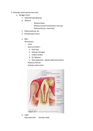 4. Histologi sistem pencernaan atas 
a. Rongga mulut 
 Epitel berlapis gepeng 
 Mukosa 
- Mukosa batas 
- Mukosa kunyah (masticatory mucosa) 
- Mukosa khusus : taste bud 
 Duktus kelenjar liur 
 Pembentukan bolus 
1. Bibir 
Permukaan : 
- Kulit 
- Zona vermillion : 
a. Kulit tipis 
b. Kelenjar keringat 
c. Folikel rambut 
d. Gl. Sebasea 
e. Rete apparatus : kapiler dekat permukaan 
- Mukosa internal : 
Kelenjar saliva minor 
2. Lidah 
Otot ekstrinsik : Gerakan lidah 
 