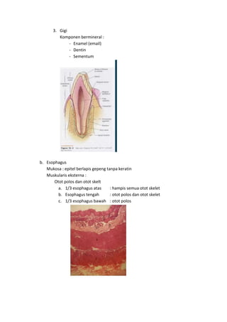 3. Gigi 
Komponen bermineral : 
- Enamel (email) 
- Dentin 
- Sementum 
b. Esophagus 
Mukosa : epitel berlapis gepeng tanpa keratin 
Muskularis eksterna : 
Otot polos dan otot skelt 
a. 1/3 esophagus atas : hampis semua otot skelet 
b. Esophagus tengah : otot polos dan otot skelet 
c. 1/3 esophagus bawah : otot polos 
 