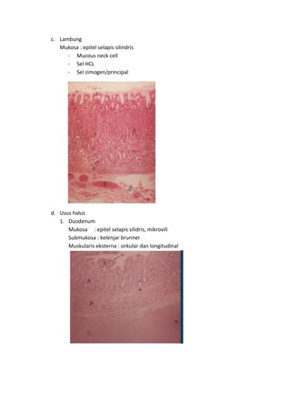c. Lambung 
Mukosa : epitel selapis silindris 
- Mucous neck cell 
- Sel HCL 
- Sel zimogen/principal 
d. Usus halus 
1. Duodenum 
Mukosa : epitel selapis silidris, mikrovili 
Submukosa : kelenjar brunner 
Muskularis eksterna : sirkular dan longitudinal 
 