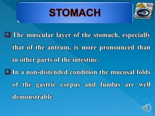  The muscular layer of the stomach, especially
that of the antrum, is more pronounced than
in other parts of the intestine.
 In a non-distended condition the mucosal folds
of the gastric corpus and fundus are well
demonstrable
 