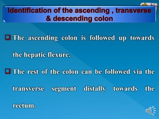  The ascending colon is followed up towards
the hepatic flexure.
 The rest of the colon can be followed via the
transverse segment distally towards the
rectum.
 