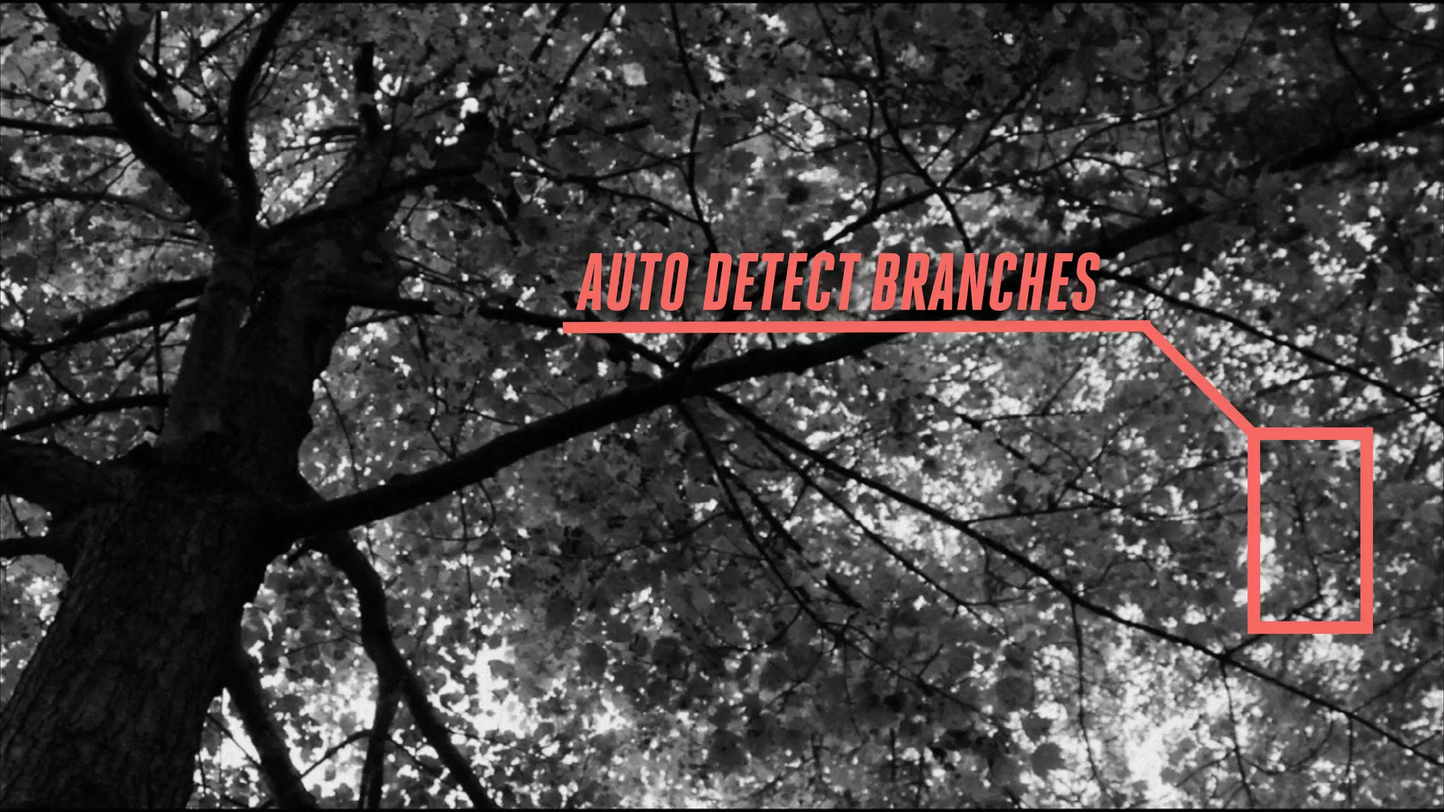 AUTO DETECT BRANCHES

 