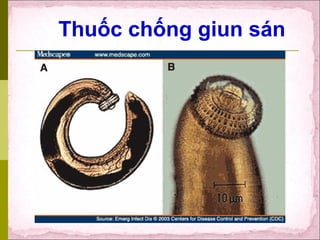 Thuốc chống giun sán
 