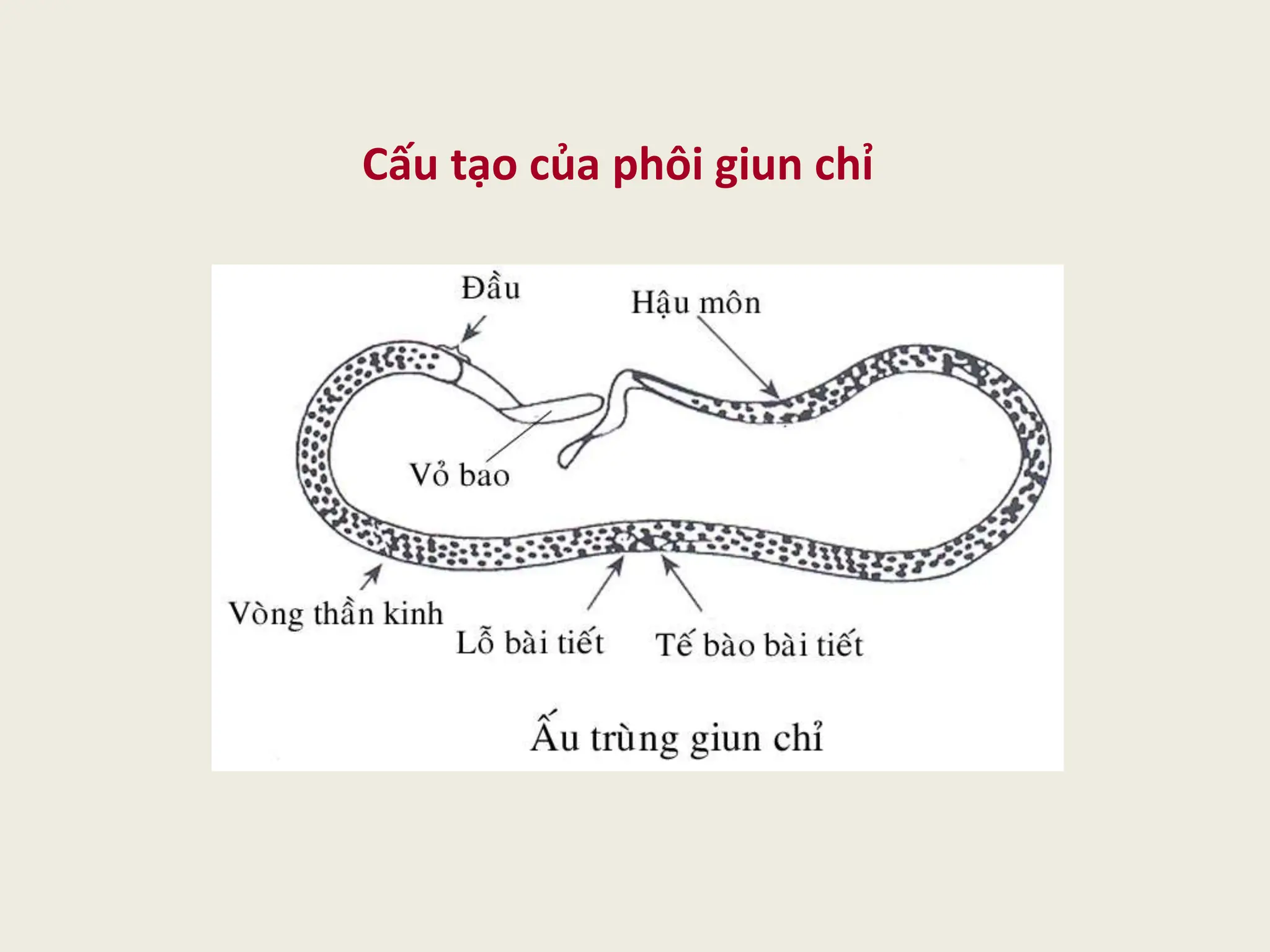 Bài giảng kí sinh trùng phần giun sán y2 | PPTX