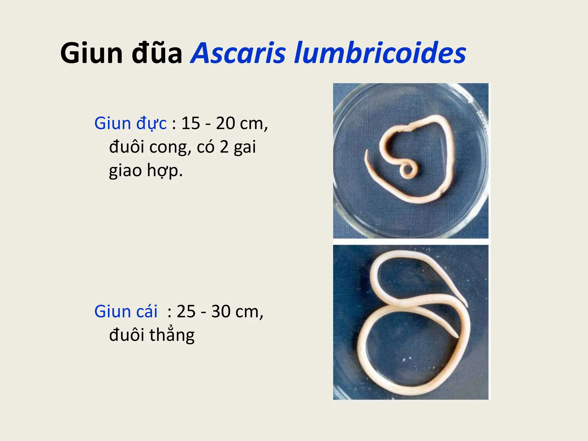 Bài giảng kí sinh trùng phần giun sán y2 | PPT