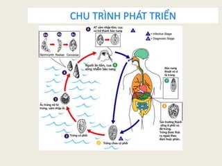 Bài giảng kí sinh trùng phần giun sán y2 | PPTX