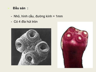 Bài giảng kí sinh trùng phần giun sán y2 | PPTX