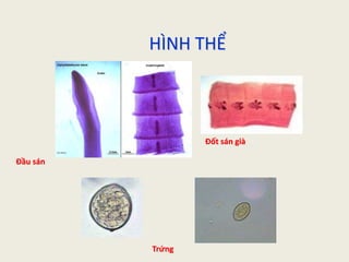 Bài giảng kí sinh trùng phần giun sán y2 | PPTX