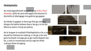 Phahlaphahla:
Ke moanegwathwadi wa padi ye ya A tla a hwa
letswalo, ebile ke yena ditiragalo tša bosenyi le
bometša di dikologago mo gadimo ga gagwe.
Ka lebaka la gagwe re bona go fela go utollwa
ditopo tša batho bašweu bao e be go e le ba bo
Morena Javers mong wa polasa.
Ka le lengwe la matšatši Phahlaphahla o ile a rwala
basadi ba hlatswa ka nokeng, o rile ge a ba rela
gore ba boele morago go ya go rwala diaparo txa
bo, a xala le mosetsawa wo ba rego ke Hlole
a phaya theto ka kgang.
 
