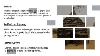 Mafokisi
Mafokisi tatago Phahlaphahla le ba lapa la gagwe ba ile
ba rakwa polaseng morago ga gore Morena Javers a
humane gore Phahlaphahla o katile lekgarebe gomme e
le lephodisa.
Setšhaba sa Polaseng
Setšhaba sa moo polaseng ya Javers se be se
phela ka letšhogo ka lebaka la bosenye bjo bo
iphilego maatla.
Morena Javers
Morena Javers o ile a lahlagelwa ke ba lapa
la gagwe ka lebaka la Phahlaphahla.
 