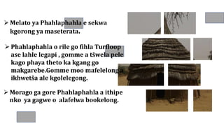  Melato ya Phahlaphahla e sekwa
kgorong ya maseterata.
 Phahlaphahla o rile go fihla Turfloop
ase lahle legapi , gomme a tšwela pele
kago phaya theto ka kgang go
makgarebe.Gomme moo mafelelong a
ikhwetša ale kgolelegong.
 Morago ga gore Phahlaphahla a ithipe
nko ya gagwe o alafelwa bookelong.
 