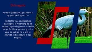 Ditiragalo
Grobler (1989:246) ge a hlaloša
kgopolo ya tiragalo o re:
Ke tšohle tšeo di diragalago
baanegwa, le maemong ao ba
ikhwetšago ba le go ona. Tlhalošo
ye ya Grobler e gatelela gore ka
gare ga padi go na le seo se
dirwago ke baanegwa, e lego
tiragalo.
 
