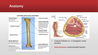 Anatomy
• Long & Tubular w/ a triangular cross
section.
• Subcutaneous anteromedial border.
 
