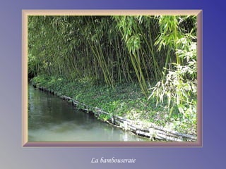 La bambouseraie
 