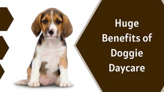 Huge
Benefits of
Doggie
Daycare
 